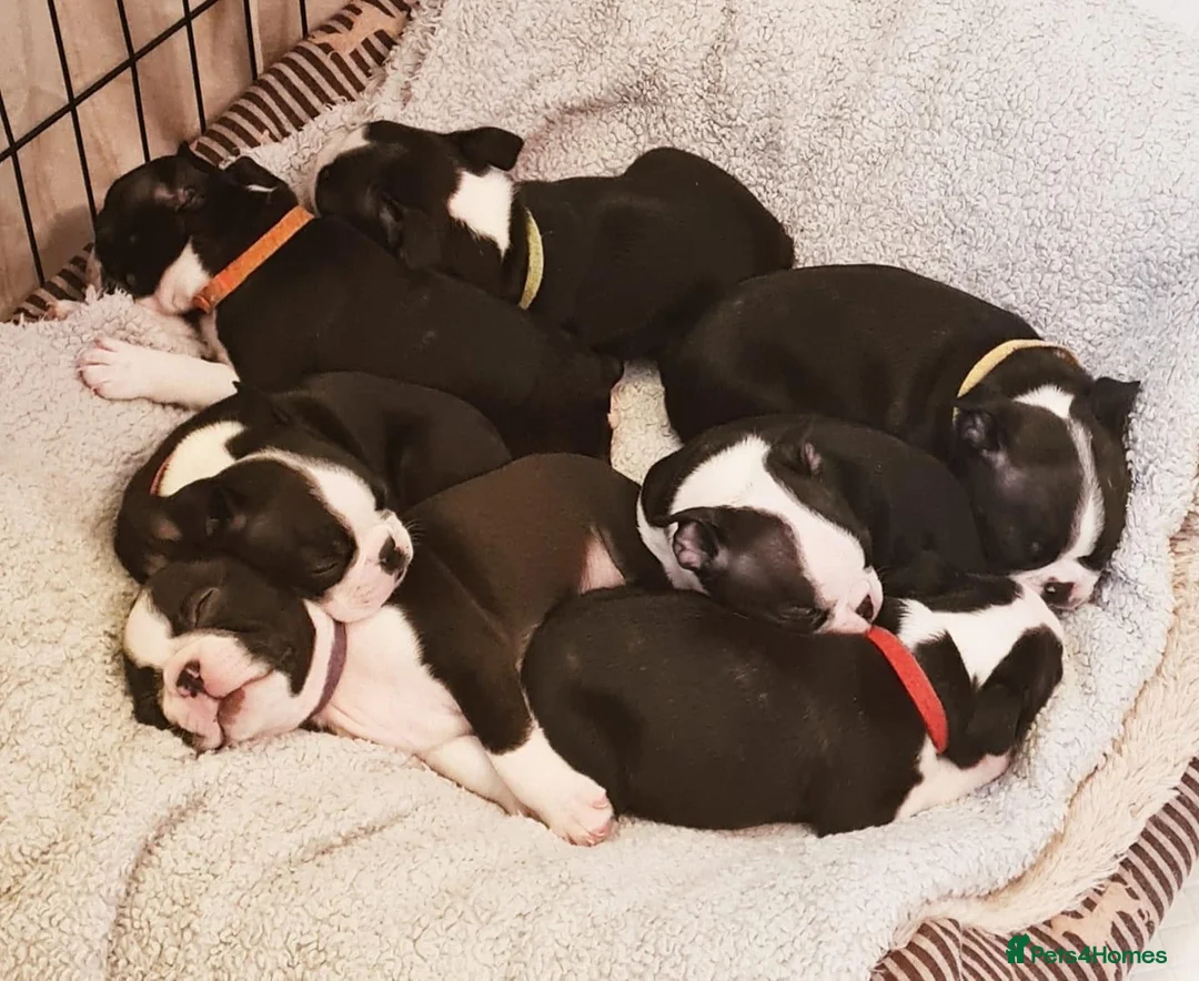 Boston Terrier dogs for stud: BOSTON TERRIER STUD in Lytham Saint Annes - Advert 10