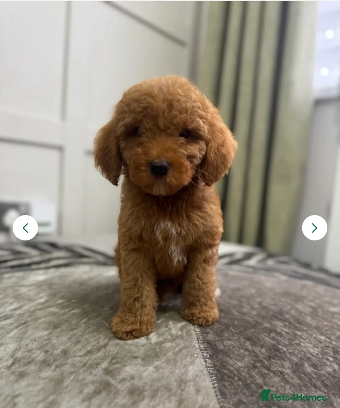 Australian Labradoodle dogs for sale: Outstanding 5 🌟🌟 Australian labradoodle litter  - Advert 20