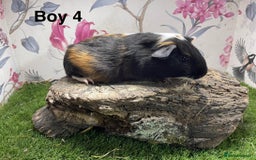 Guinea Pig rodents for sale: Baby male guinea pigs  in Bury Saint Edmunds - Image 4