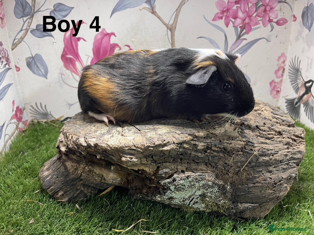 Guinea Pig rodents for sale: Baby male guinea pigs  in Bury Saint Edmunds - Image 4
