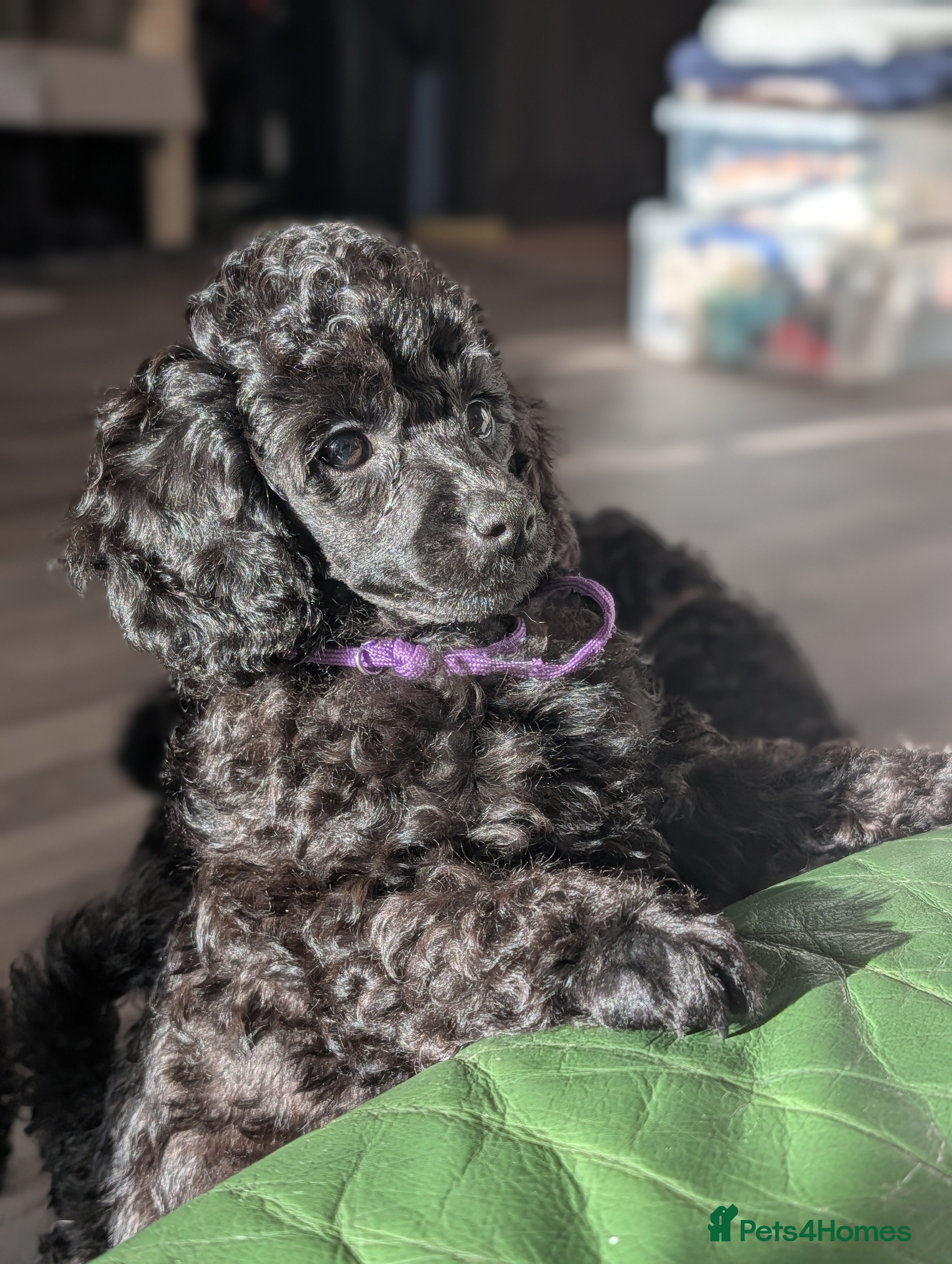 Mixed Breed dogs Poodles - Advert 14