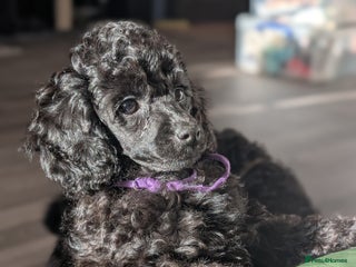 Mixed Breed dogs Poodles - Advert 8