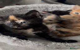 Mixed Breed cats for sale: 6 mixed breed kittens  - Image 9