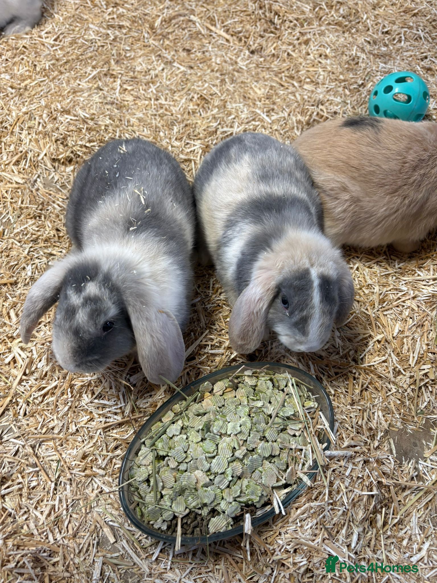 Mini Lop rabbits 🐰 Beautiful Mini Lop Ear Rabbits Available🐰 - Advert 1