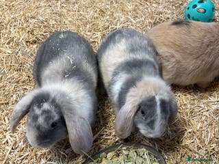 Mini Lop rabbits 🐰 Beautiful Mini Lop Ear Rabbits Available🐰 - Advert 1