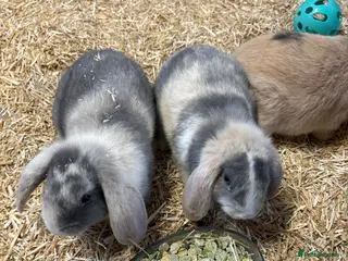 Mini Lop rabbits 🐰 Beautiful Mini Lop Ear Rabbits Ready in 2 wks🐰 - Advert 12