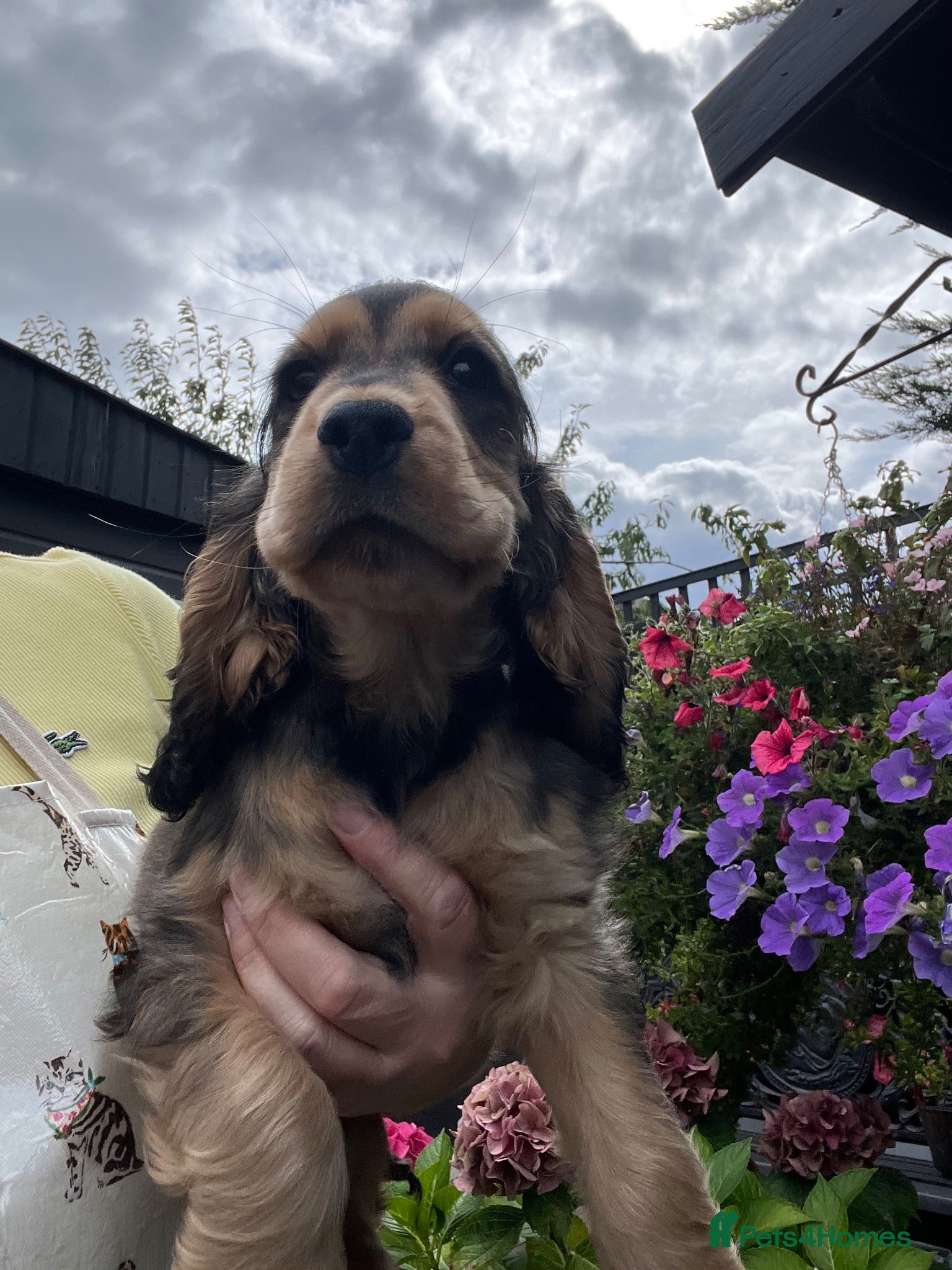 Cocker Spaniel dogs  Ready now Kc reg show cockers  - Advert 1