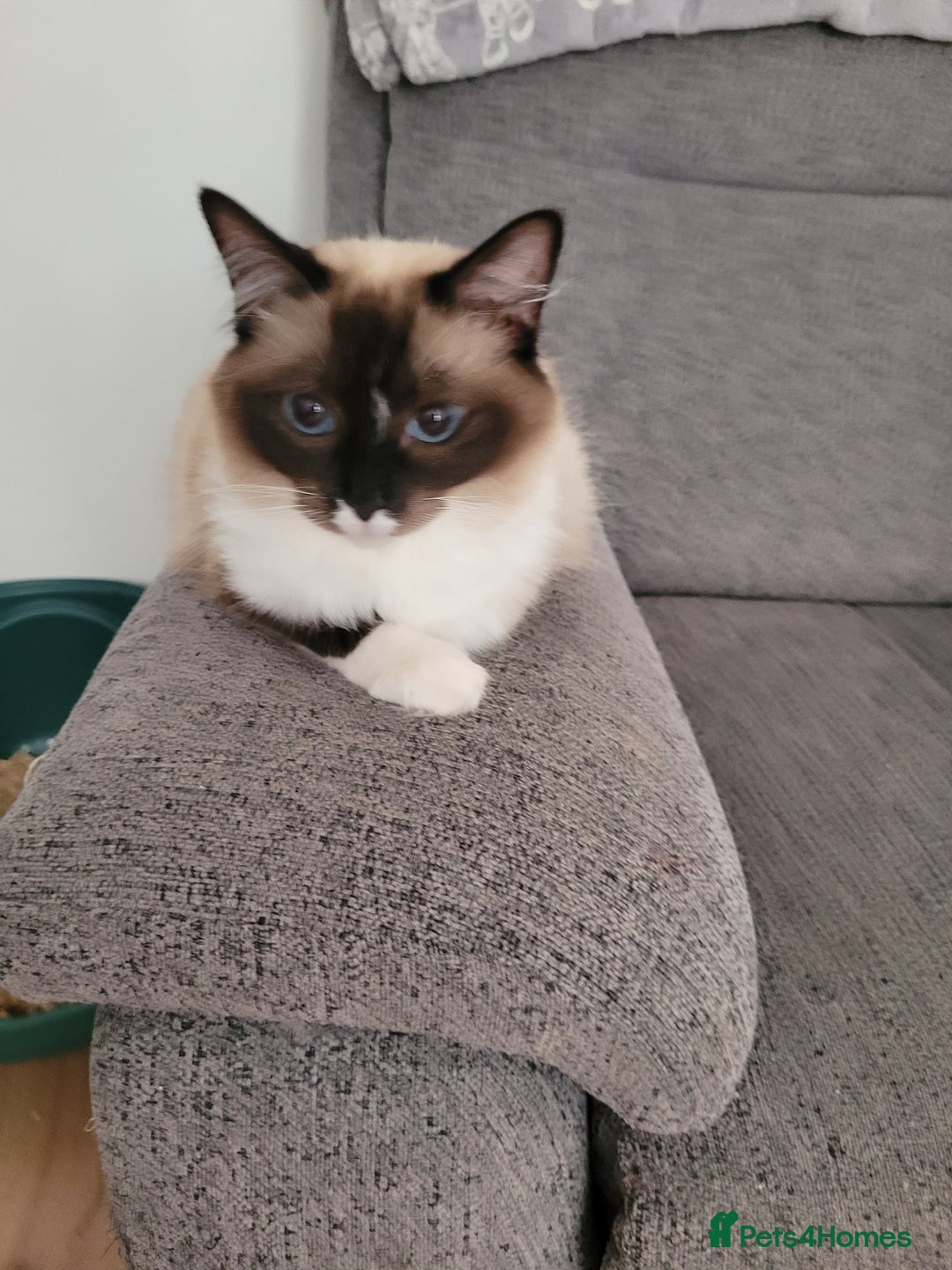 Ragdoll cats for sale: Female Ragdoll for sale - Image 5