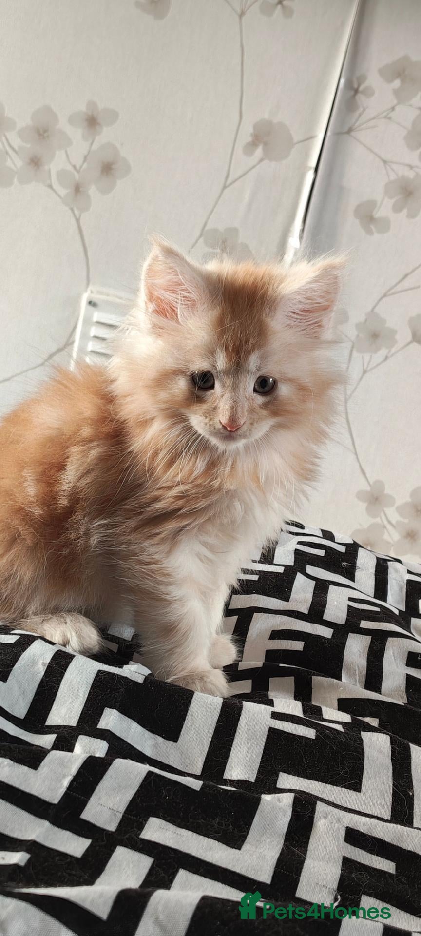 Maine Coon cats Registered GCCF cuddly Maine coon babies - Advert 2