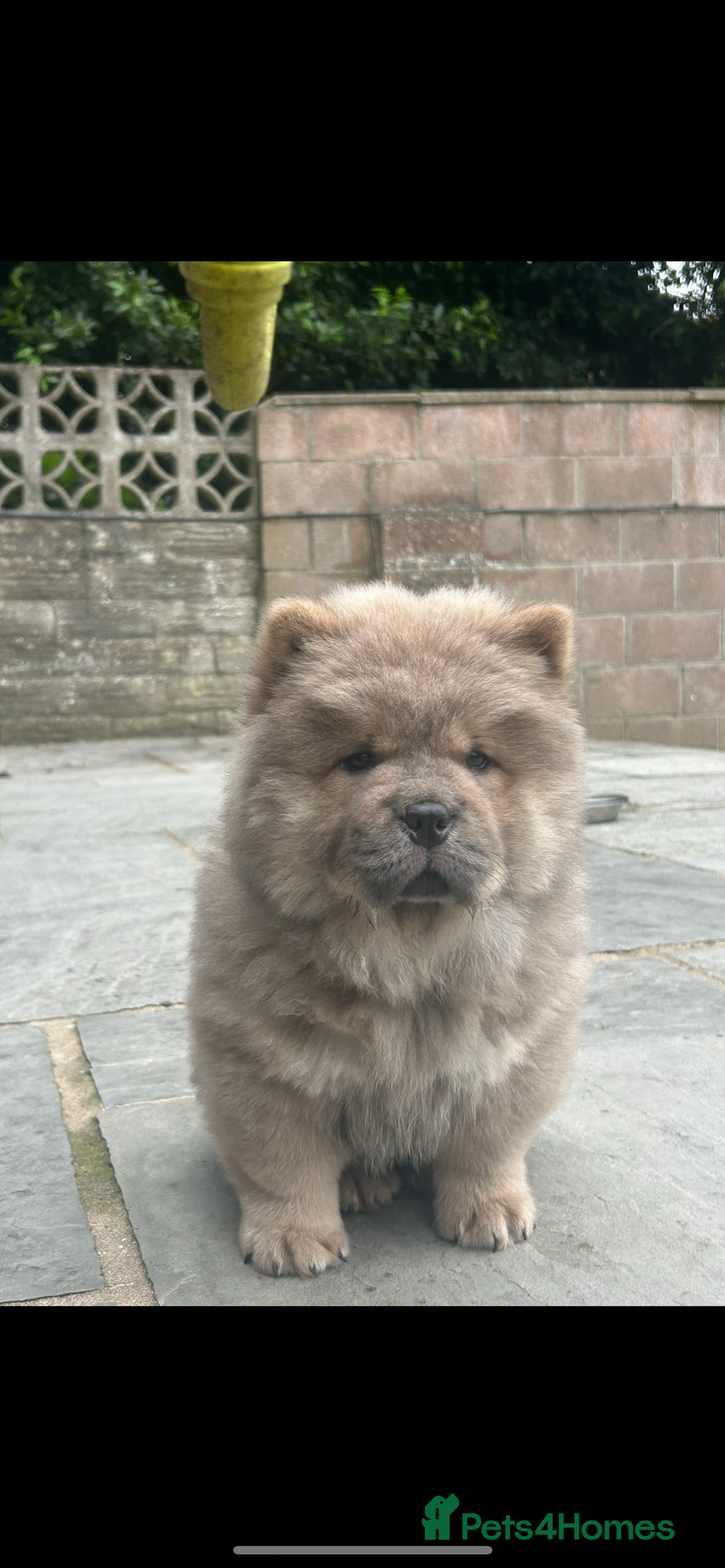 Chow Chow dogs for sale: Chow chow puppies ready to leave in Cardiff - Image 7