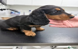 Miniature Dachshund dogs for sale: Miniature dachshund girl - Image 2