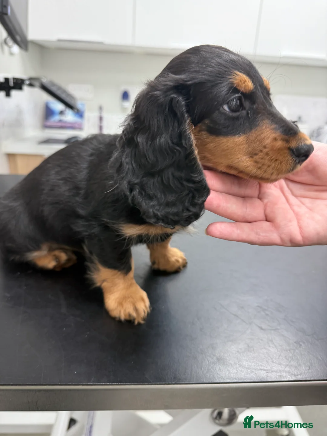 Miniature Dachshund dogs for sale: Miniature dachshund girl - Advert 2