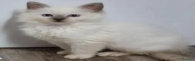 Ragdoll 6