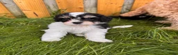 Cava Tzu dogs for sale: Cavatzu - Advert 13