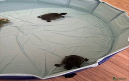 Turtle reptiles for sale: 2 x Common musk turtles with tank etc - Image 4