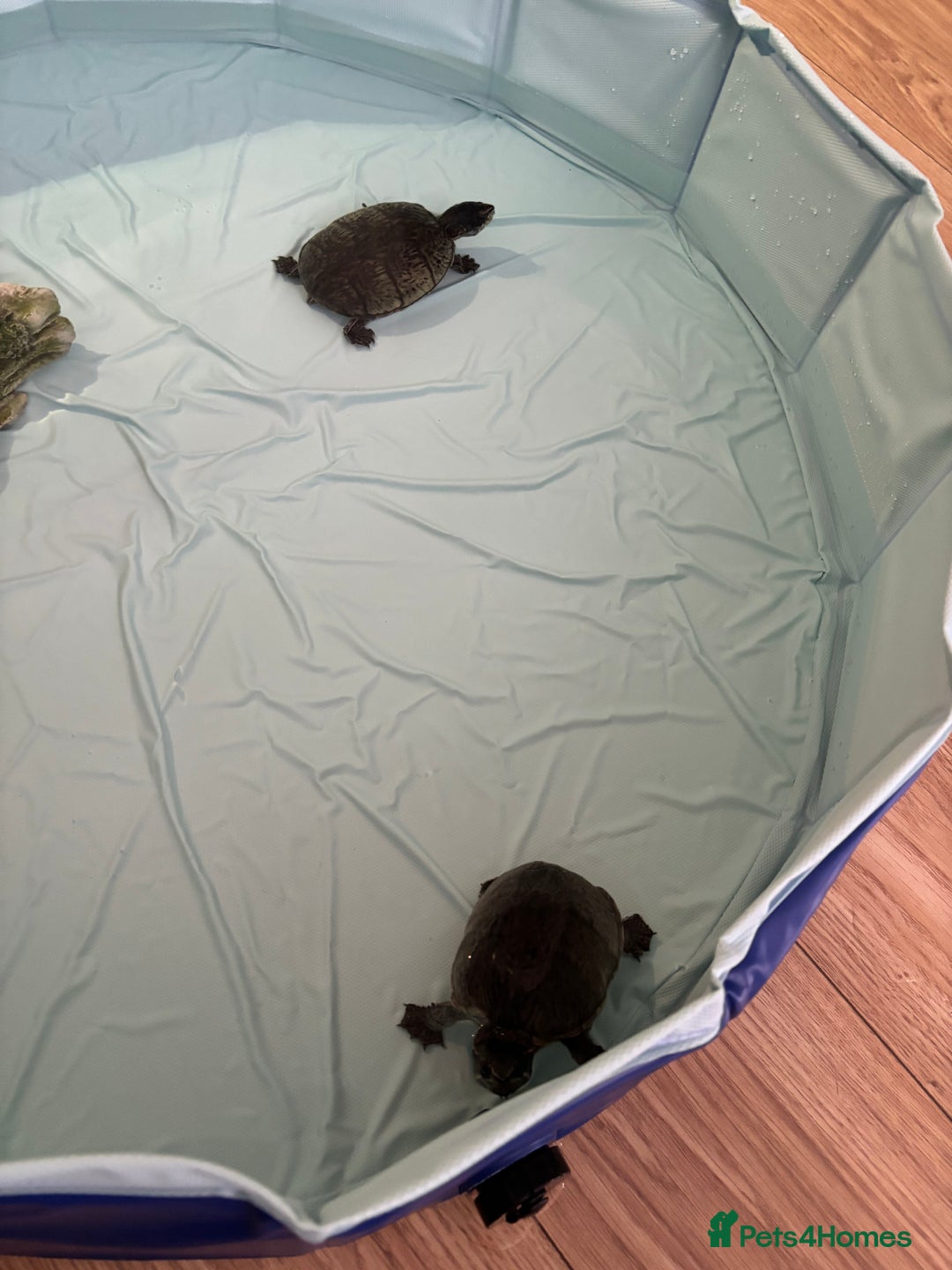 Turtle reptiles for sale: 2 x Common musk turtles with tank etc - Image 4