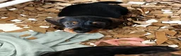 Miniature Dachshund dogs for sale: Black and Tan miniature dachshund - Advert 4