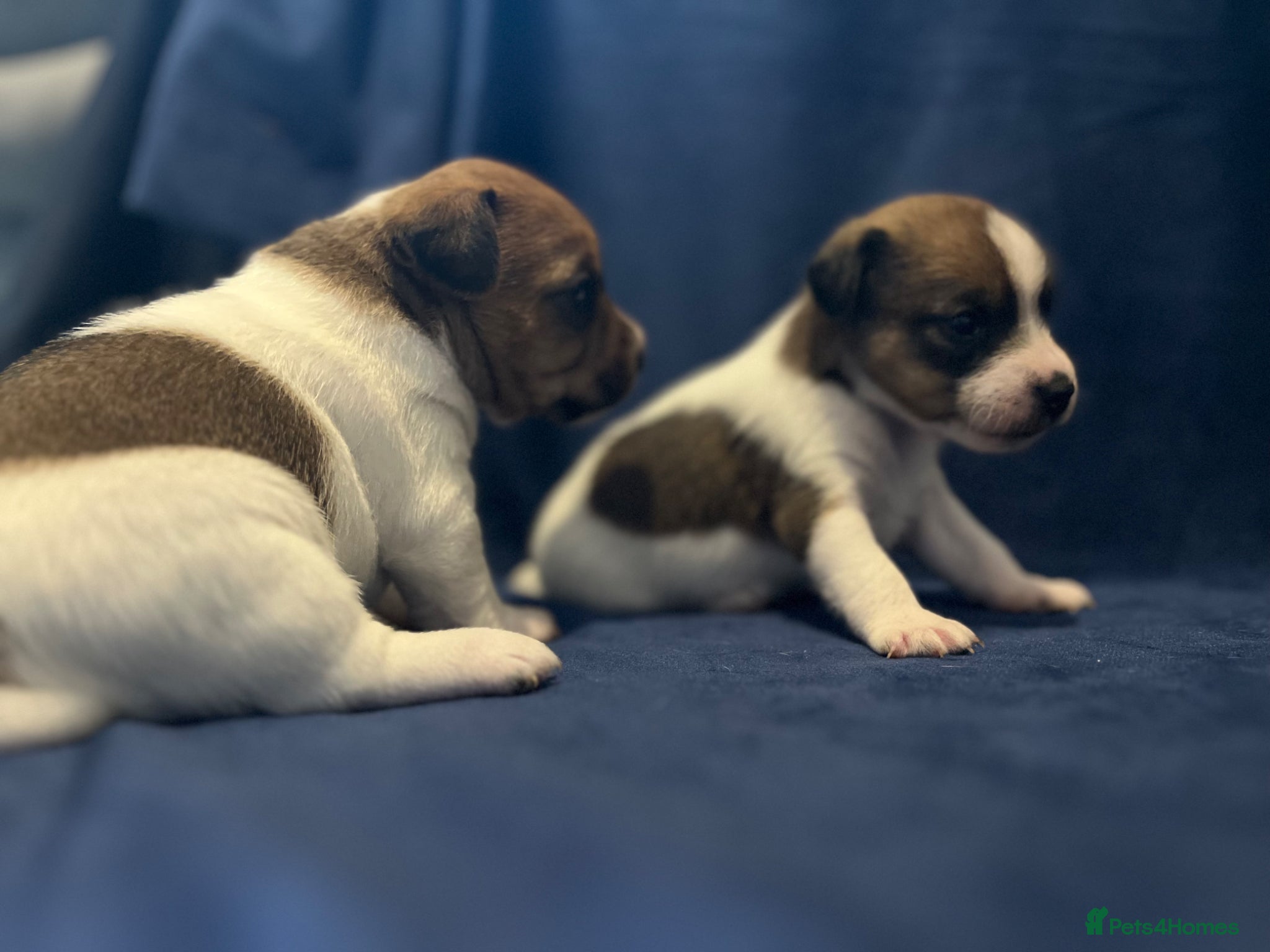 Jack Russell dogs Jack Russel puppies  - Advert 8