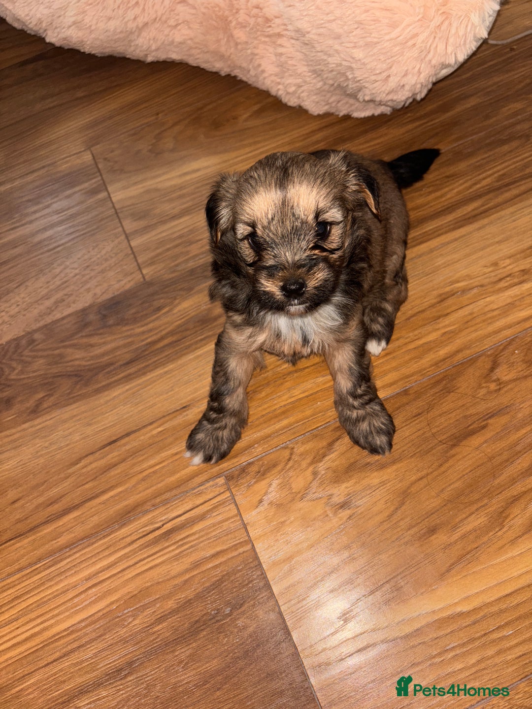 Yorkshire Terrier dogs for sale: Pedigree Yorkshire Terrier - Advert 4