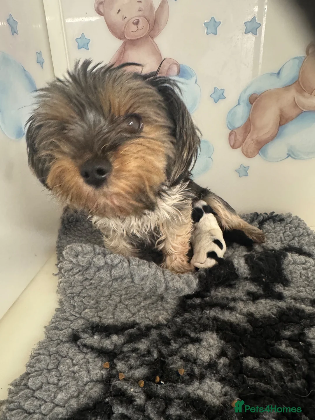 Yorkshire Terrier dogs for sale: Yorkie x Maltese  - Advert 4