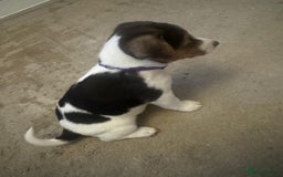 Jack Russell dogs for sale: Jack Russell litter of 7 - Advert 15