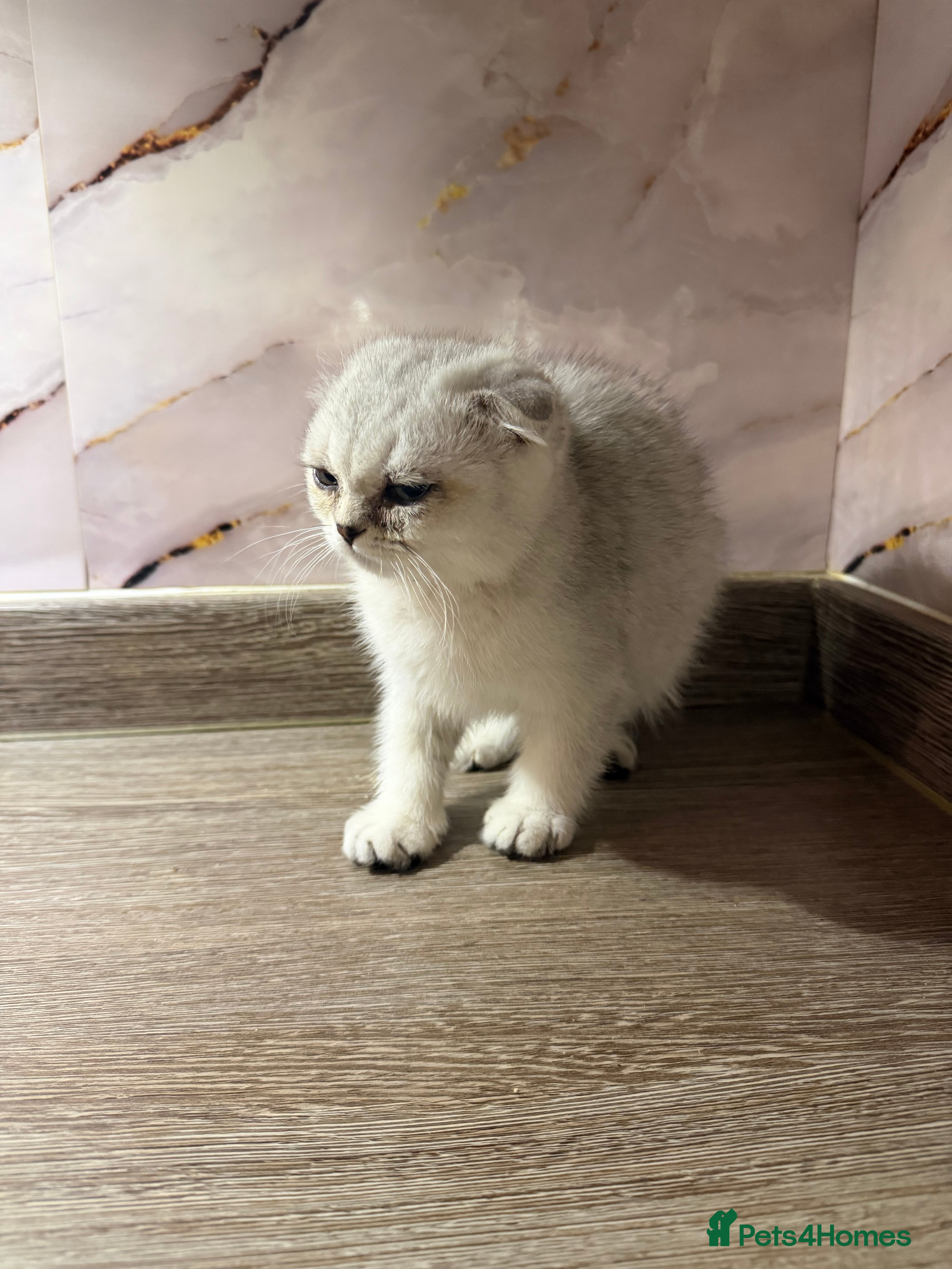 Scottish Fold cats Adorable Scottish fold/ Scottish straight Pure  - Advert 2