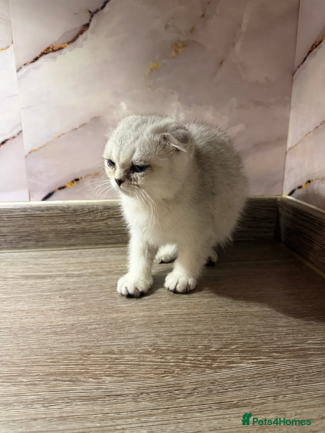 Scottish Fold cats for sale: Adorable Scottish fold/ Scottish straight Pure  - Advert 2