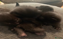 Bombay cats for sale: Four Bombay kittens looking for rehoming  - Image 3