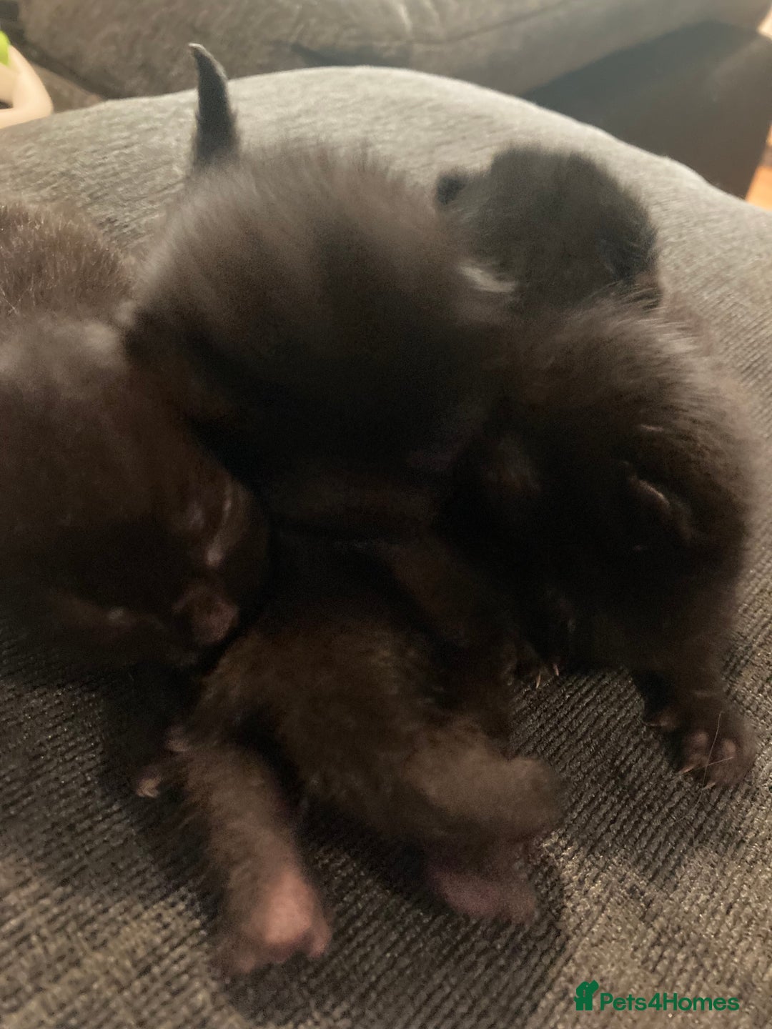 Bombay cats for sale: Four Bombay kittens looking for rehoming  - Image 3