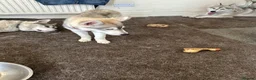Siberian Husky dogs for sale: 3 Husky Puppies For Sale  - Advert 13