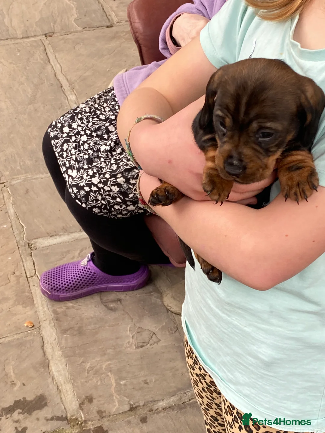 Dachshund dogs for sale: Standard size wirehaired/pin coated teckles  in Manningtree - Advert 2