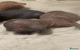 Sphynx cats for sale: Beautiful Sphynx cross orinetal kittens  - Advert 24