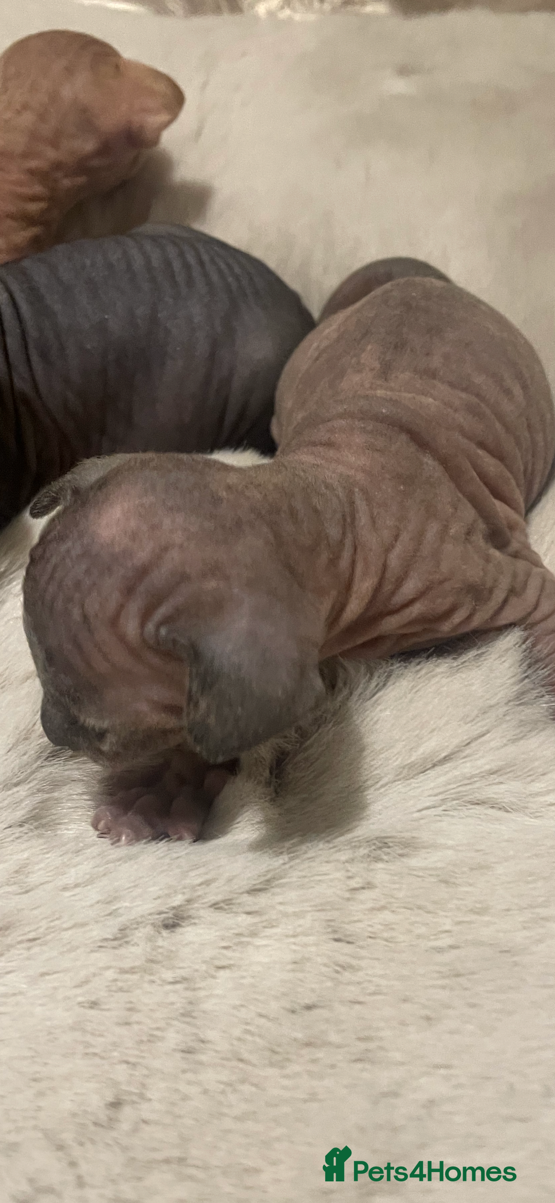 Sphynx cats for sale: Beautiful Sphynx cross orinetal kittens  - Advert 24