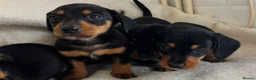 Dachshund dogs for sale: 🩷 Dachshund Puppies 💙 - Advert 14