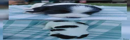 English Springer Spaniel dogs for sale: English springer spaniel pups - Advert 9