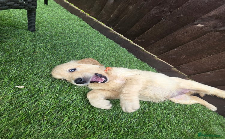 Golden Retriever dogs - Advert 4