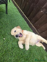 Golden Retriever dogs - Advert 2