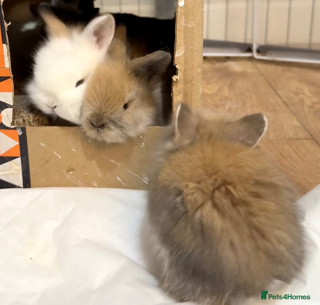 Lionhead rabbits for sale: 11 Double Maned Lionhead Babies For Sale - Advert 16