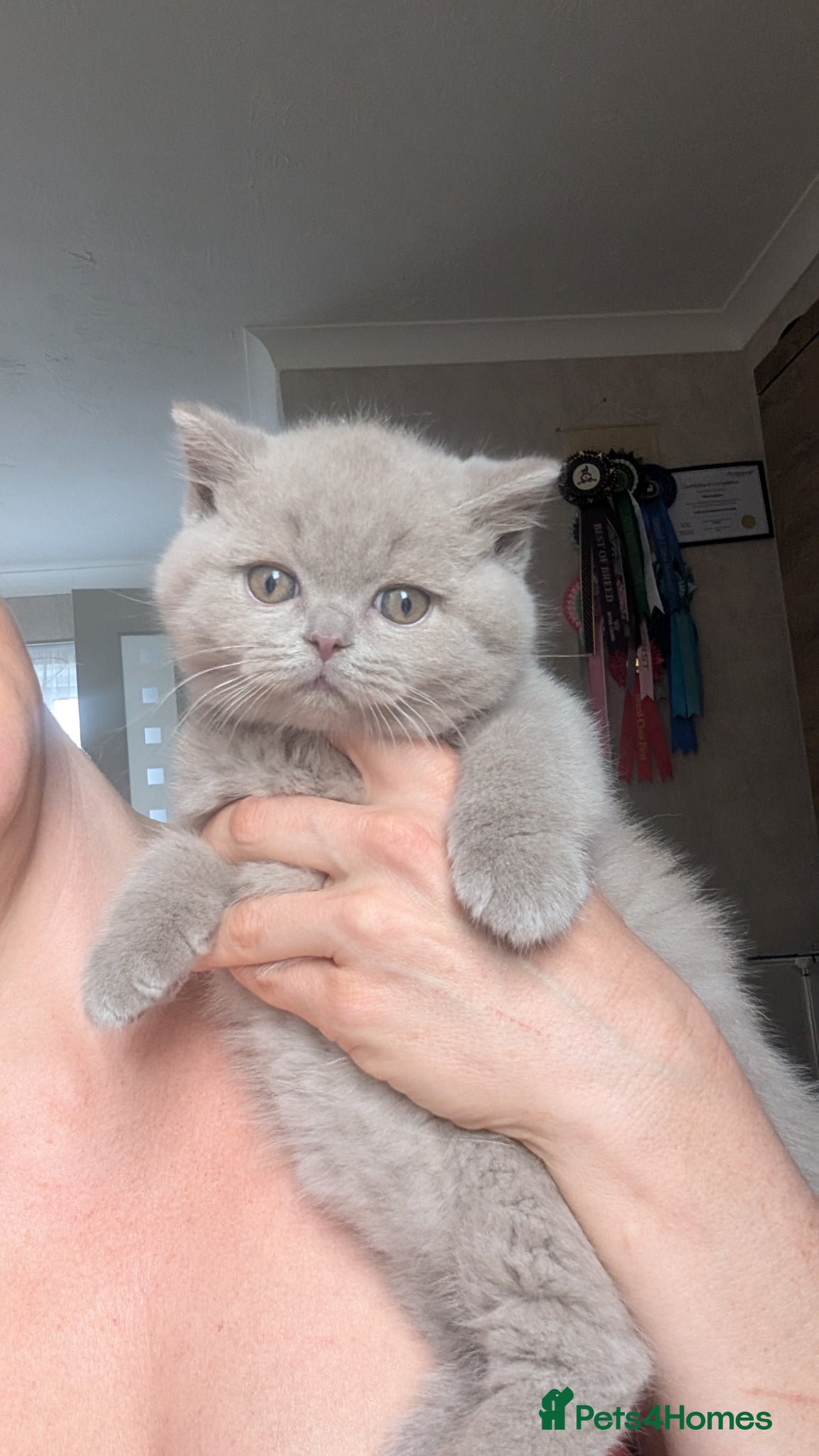 British Shorthair cats GCCF REGISTERED CHOCOLATE AND LILAC KITTENS - Advert 1