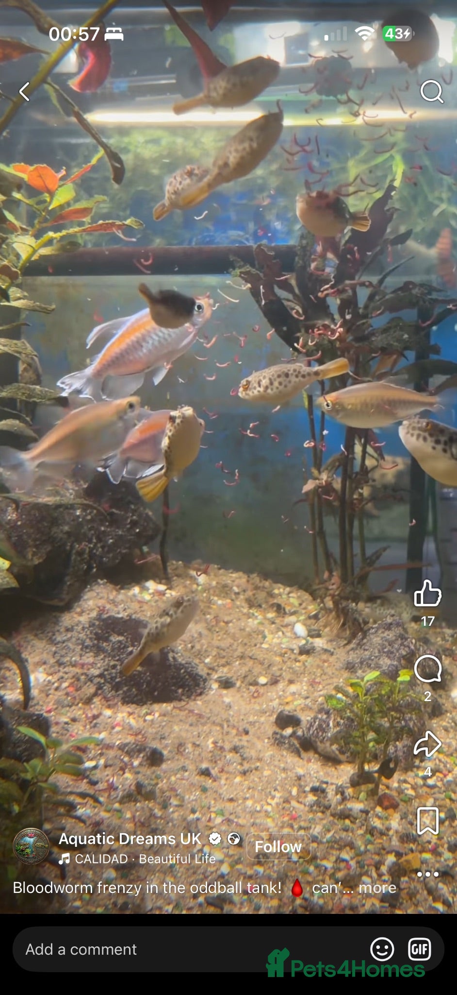 Pufferfish fish Spotted Congo puffers  - Advert 15