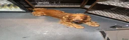 Cocker Spaniel dogs for adoption: Rehome Gus - Advert 5