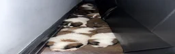 Saint Bernard dogs for sale: Saint Bernard Puppies For Sale 🐶 - Advert 17
