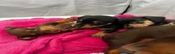 Miniature Dachshund dogs for sale: Miniature dachshund puppies  in Wisbech - Advert 1