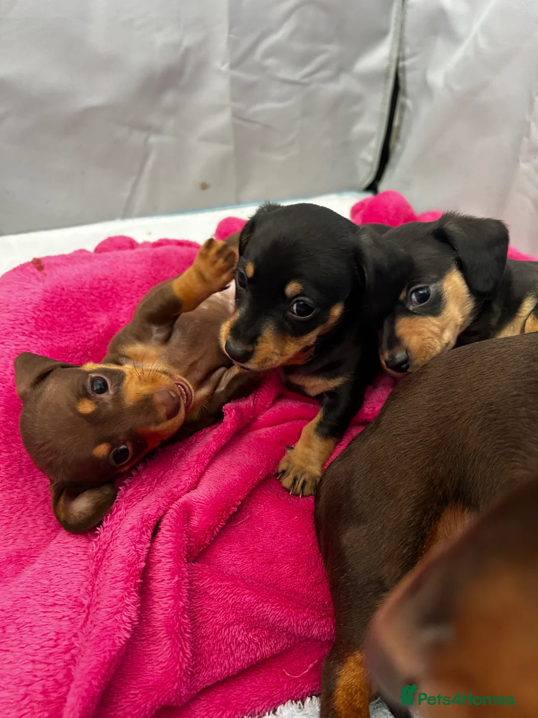 Miniature Dachshund dogs for sale: Miniature dachshund puppies  in Wisbech - Advert 1