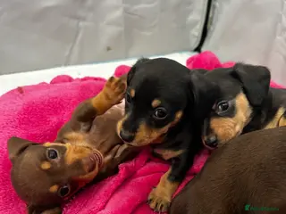 Miniature Dachshund dogs Miniature dachshund puppies - Advert 4