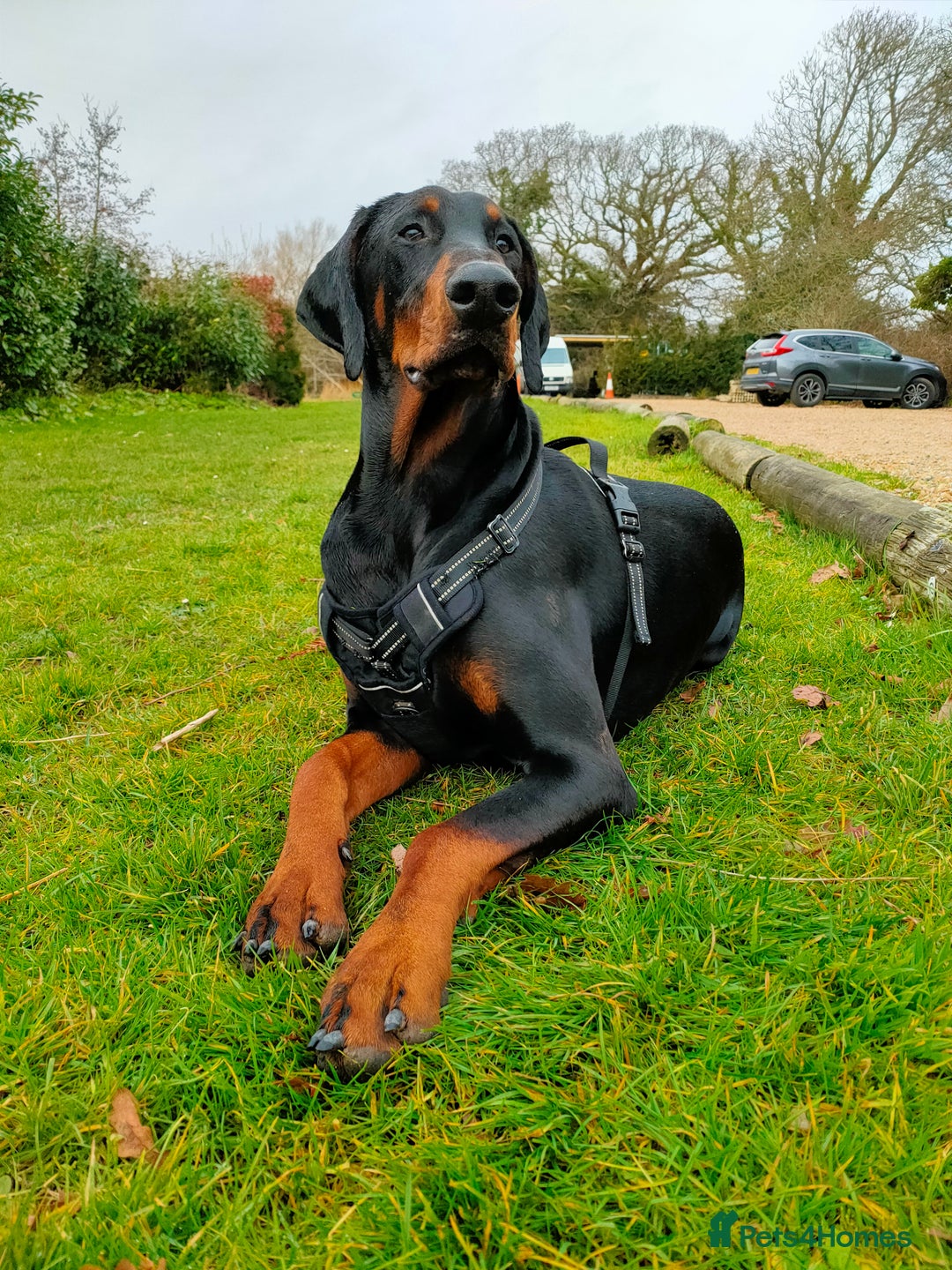 Dobermann dogs for stud: European Doberman - Stud - Image 2