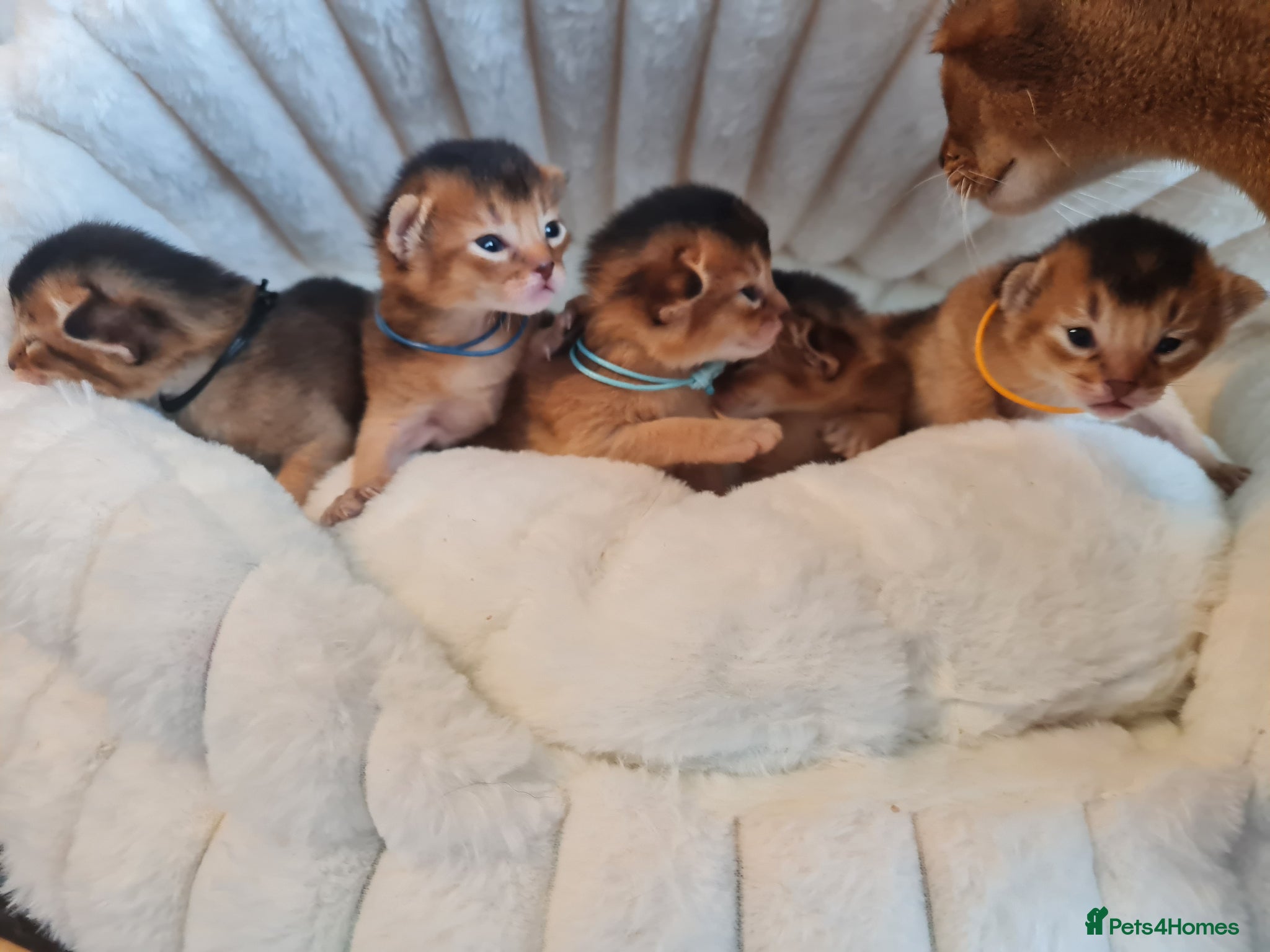 Abyssinian cats Abyssinian kittens - Advert 3