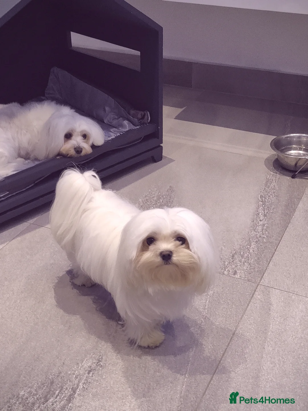 Maltese dogs for stud: 2kg kC Korean line Maltese stud in Derby - Advert 6