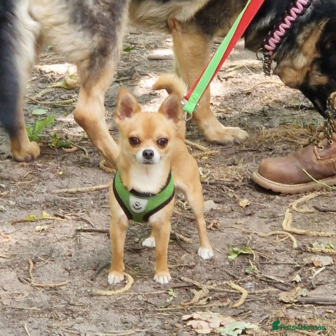 Chihuahua dogs for stud: PUREBRED CHIHUAHUA FOR STUD ONLY APPLE HEADED   - Image 10