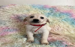 Goldador dogs for sale: Stunning litter of Goldador Puppies  - Image 24